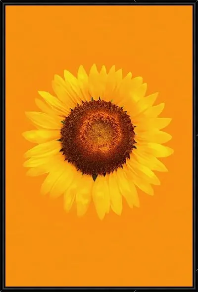 Картина Подсолнух №123