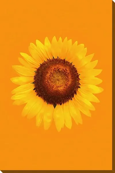 Постер Подсолнух №123
