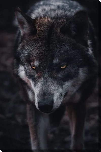 Постер Грозный волк