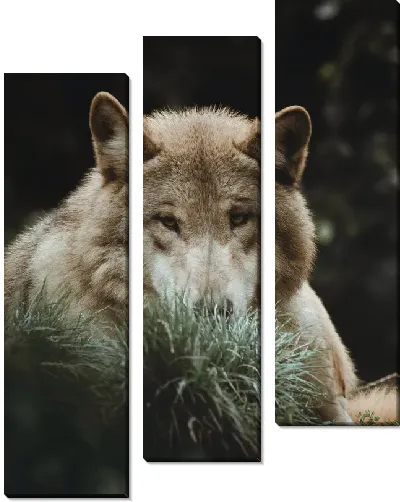 Модульная картина Волк лежит