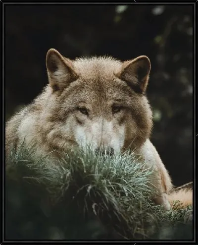 Картина Волк лежит