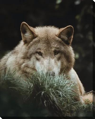 Постер Волк лежит