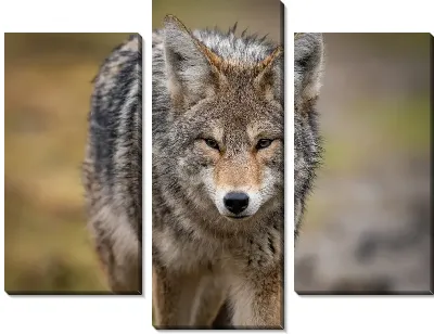 Модульная картина Волк идет