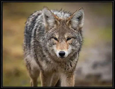 Картина Волк идет