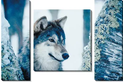 Модульная картина Волк зимой