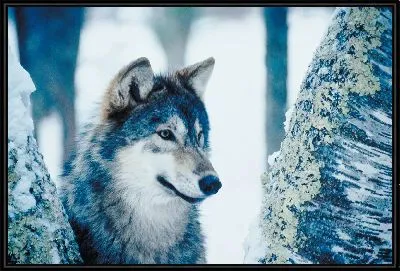 Картина Волк зимой