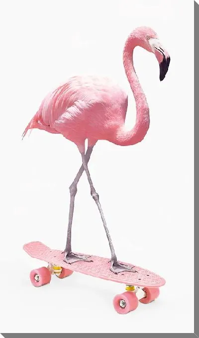 Постер Розовый фламинго на скейте