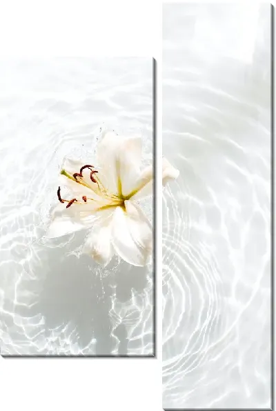 Модульная картина Лилия в воде