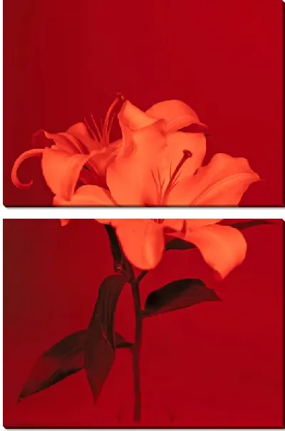 Модульная картина Лилии на алом фоне