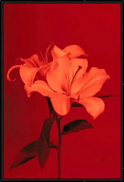 Картина Лилии на алом фоне