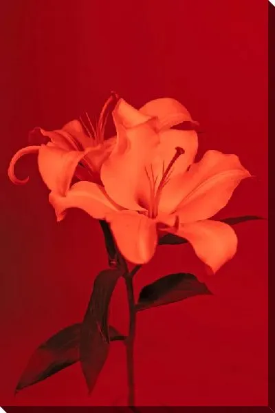 Постер Лилии на алом фоне