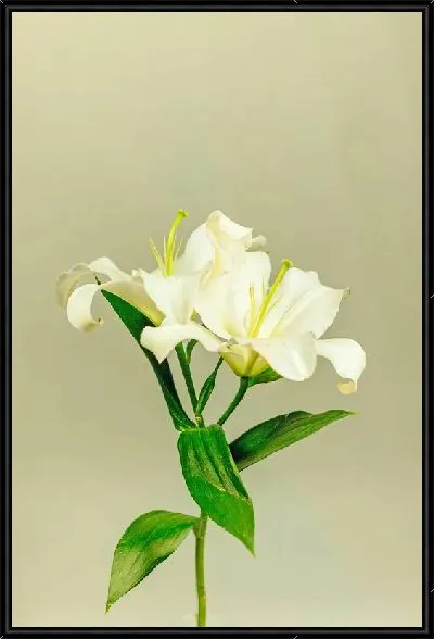 Картина Лилии на светло-зеленом фоне