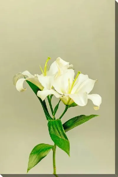 Постер Лилии на светло-зеленом фоне