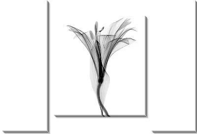 Модульная картина Лилия - макро