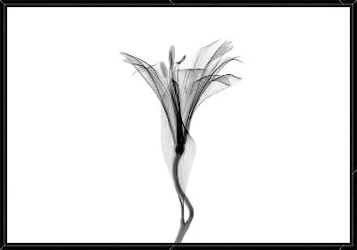 Картина Лилия - макро