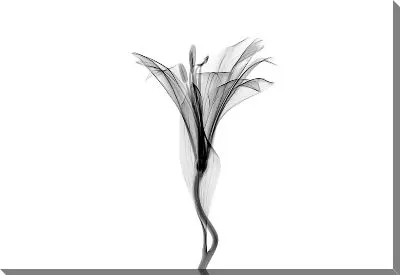 Постер Лилия - макро