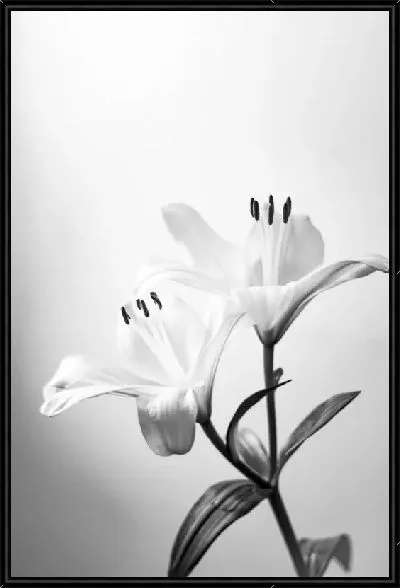 Картина Две лилии в ч/б