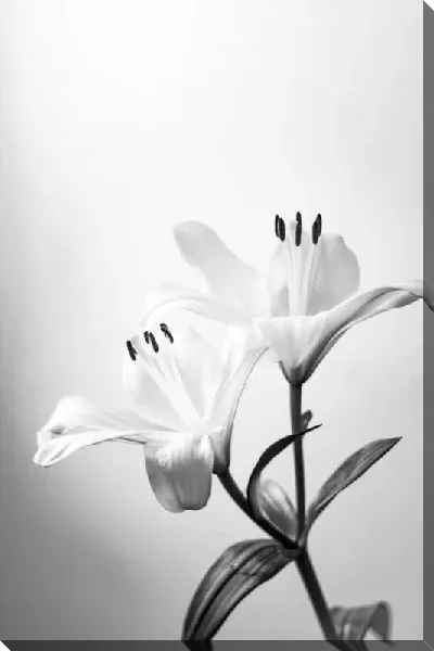 Постер Две лилии в ч/б