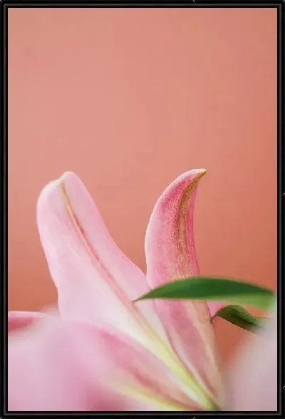 Картина Розовая лилия
