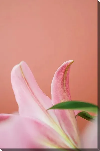Постер Розовая лилия