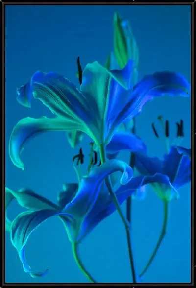 Картина Синие лилии