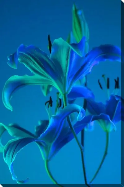 Постер Синие лилии