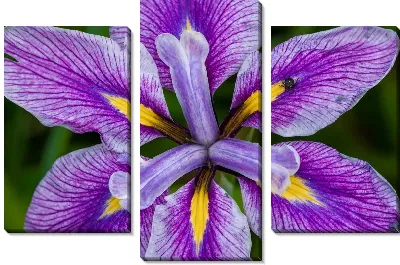 Модульная картина Бутон лилии