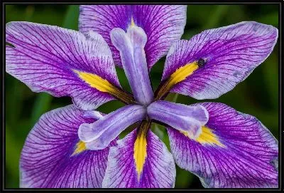 Картина Бутон лилии