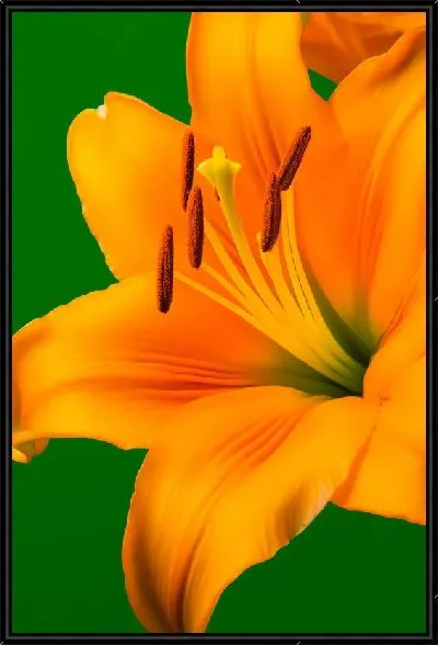 Картина Оранжевая лилия №2