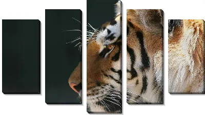 Модульная картина Бенгальский тигр (Bengal tiger)