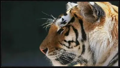 Картина Бенгальский тигр (Bengal tiger)