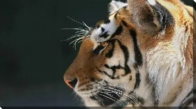 Постер Бенгальский тигр (Bengal tiger)