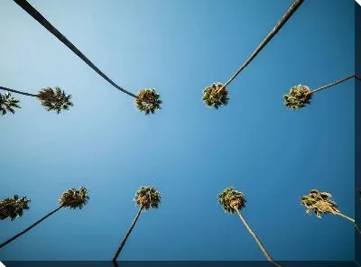 Пальмы Лос-Анджелеса №6