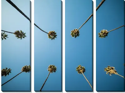 Пальмы Лос-Анджелеса №6