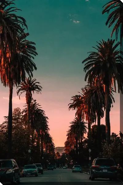 Постер Пальмы на аллее в Лос-Анджелесе