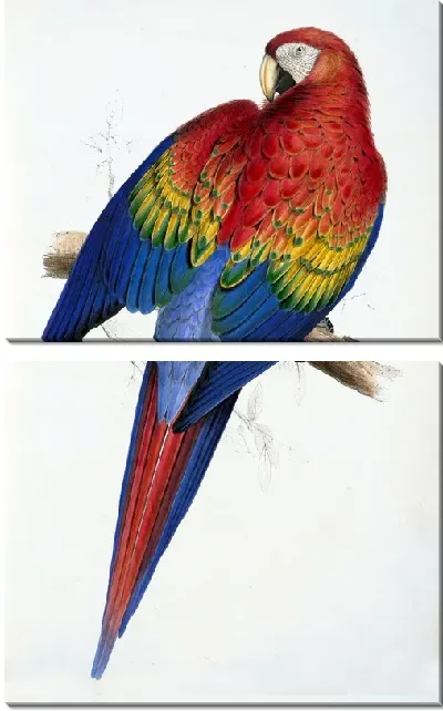 Картина Ара (Ara)