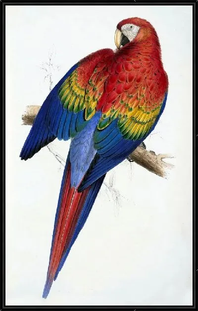 Картина Ара (Ara)