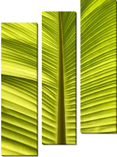 Модульная картина Лист Индии