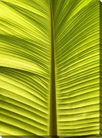 Постер Лист Индии