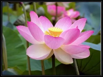 Картина Лилия (Lily) №2