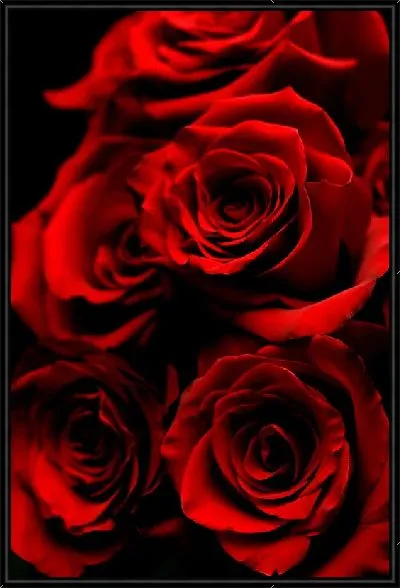 Картина Насыщенные розы