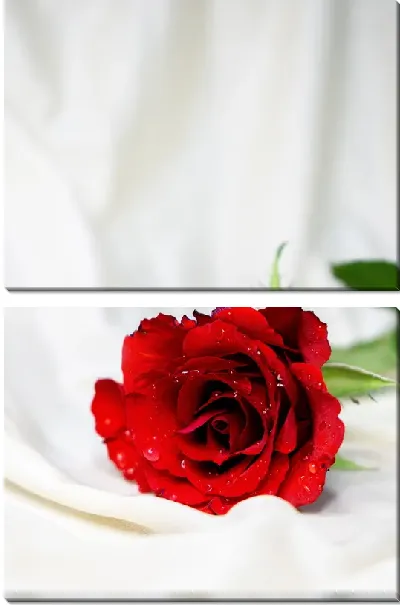 Модульная картина Роза на белой простыне