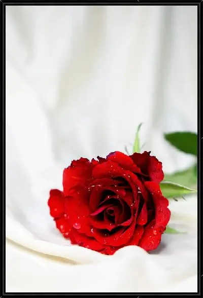 Картина Роза на белой простыне