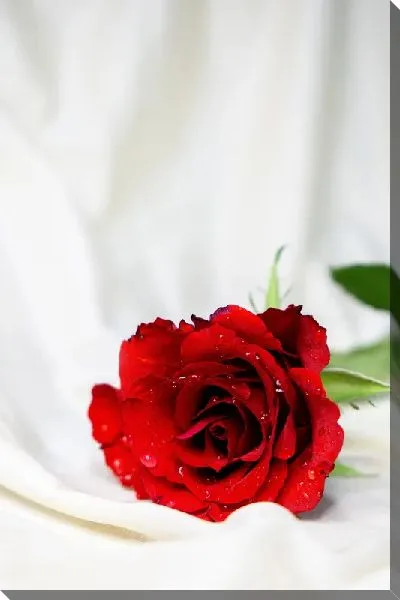 Постер Роза на белой простыне