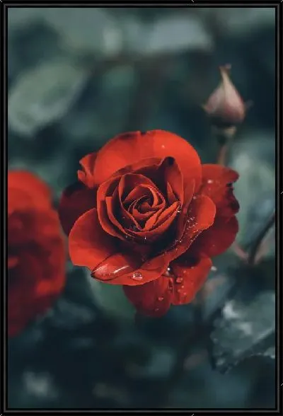 Картина Винтажная роза