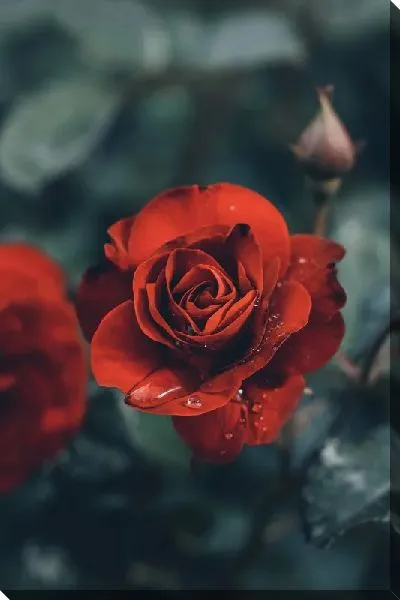 Постер Винтажная роза