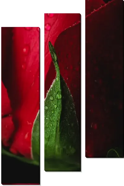 Модульная картина Роза и роса