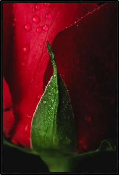 Картина Роза и роса