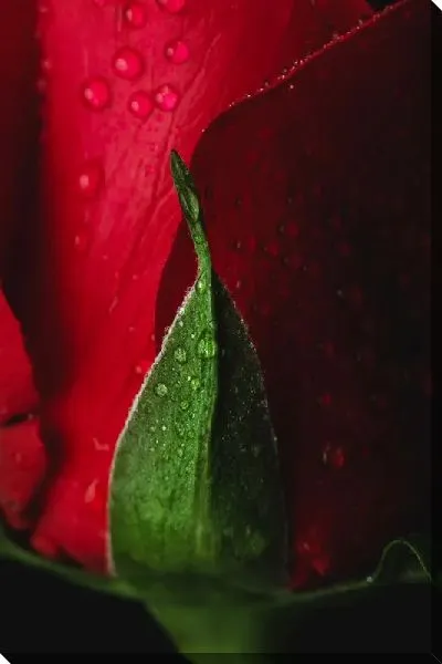 Постер Роза и роса