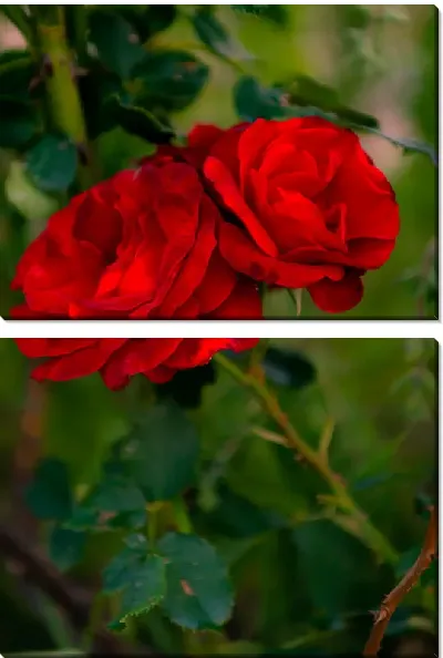 Модульная картина Алые розы №2